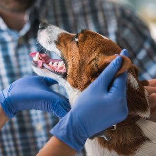 Doctor Holding Dog — Syracuse, NY — Mattydale Animal Hospital