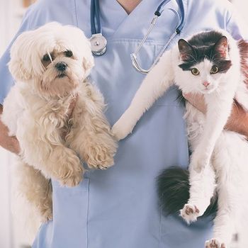 Cat And Dog — Syracuse, NY — Mattydale Animal Hospital