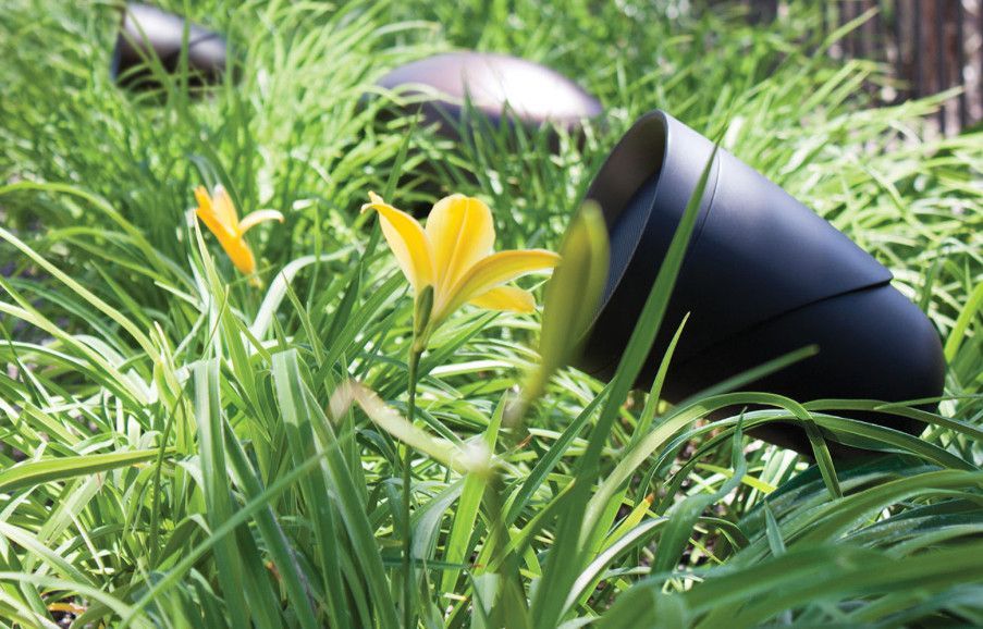 A yellow flower is growing in the grass next to a speaker.