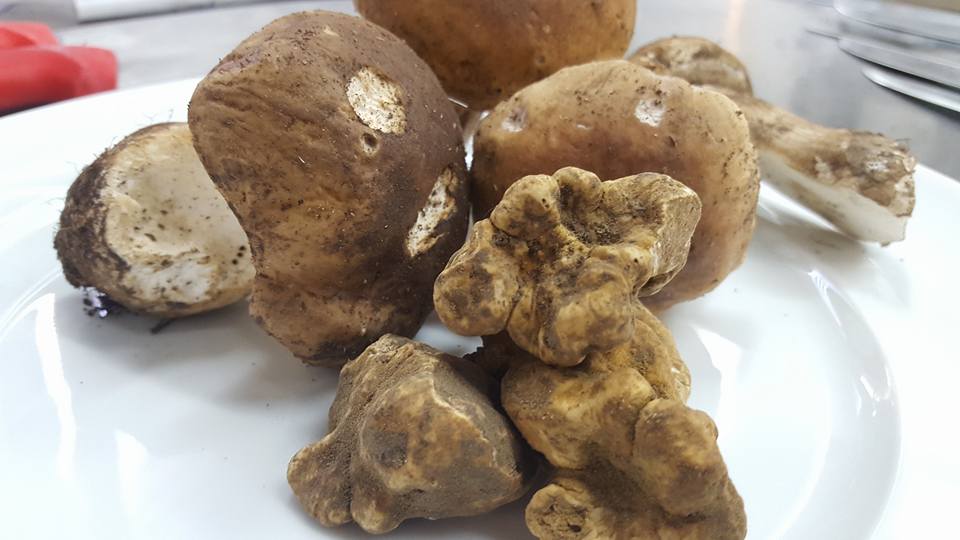 porcini e tartufo bianco