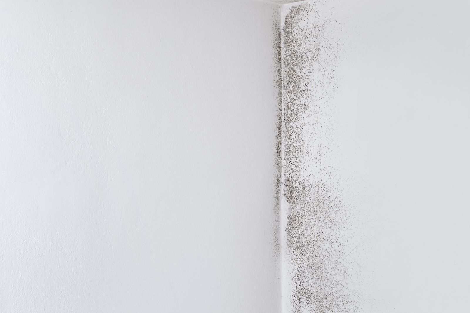 Mold Damage Restoration