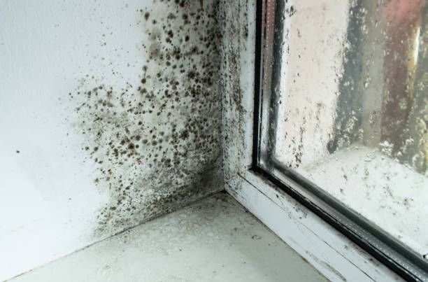 A window sill with a lot of black mold on it.