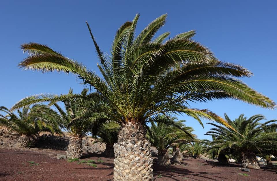 A row of palm trees against a blue sky