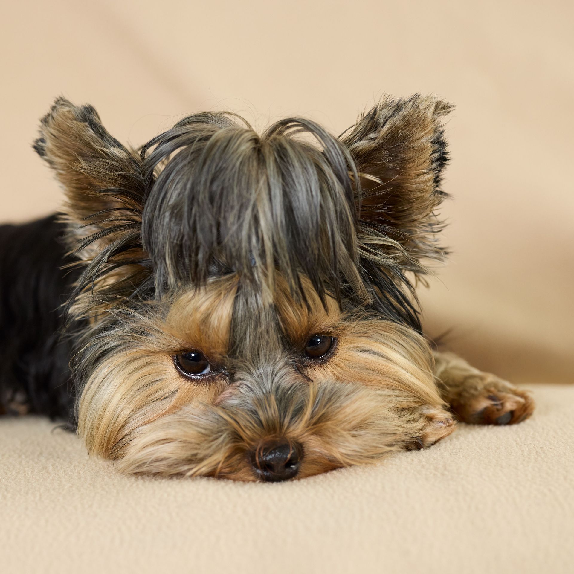 Small Yorkshire terrier resting on a beige cushion, looking sleepy with ears perked.