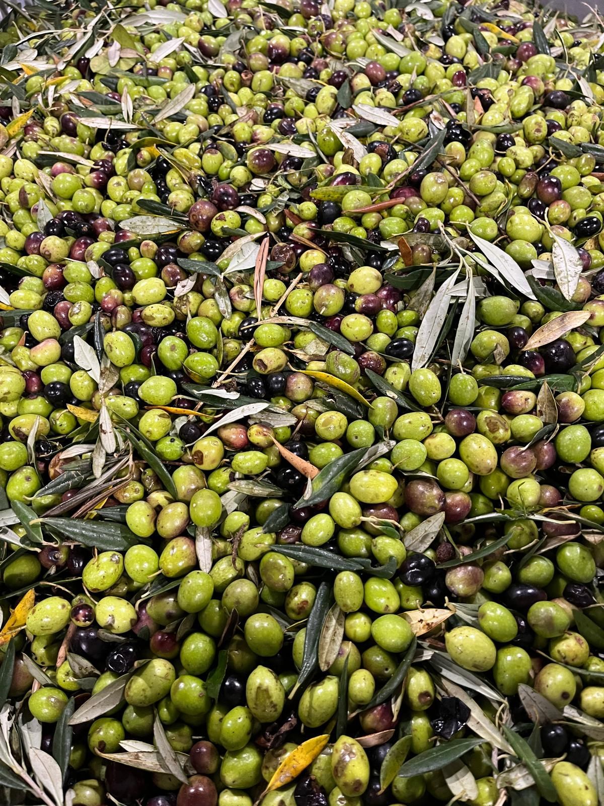 AZIENDA AGRICOLA CHIANETTA