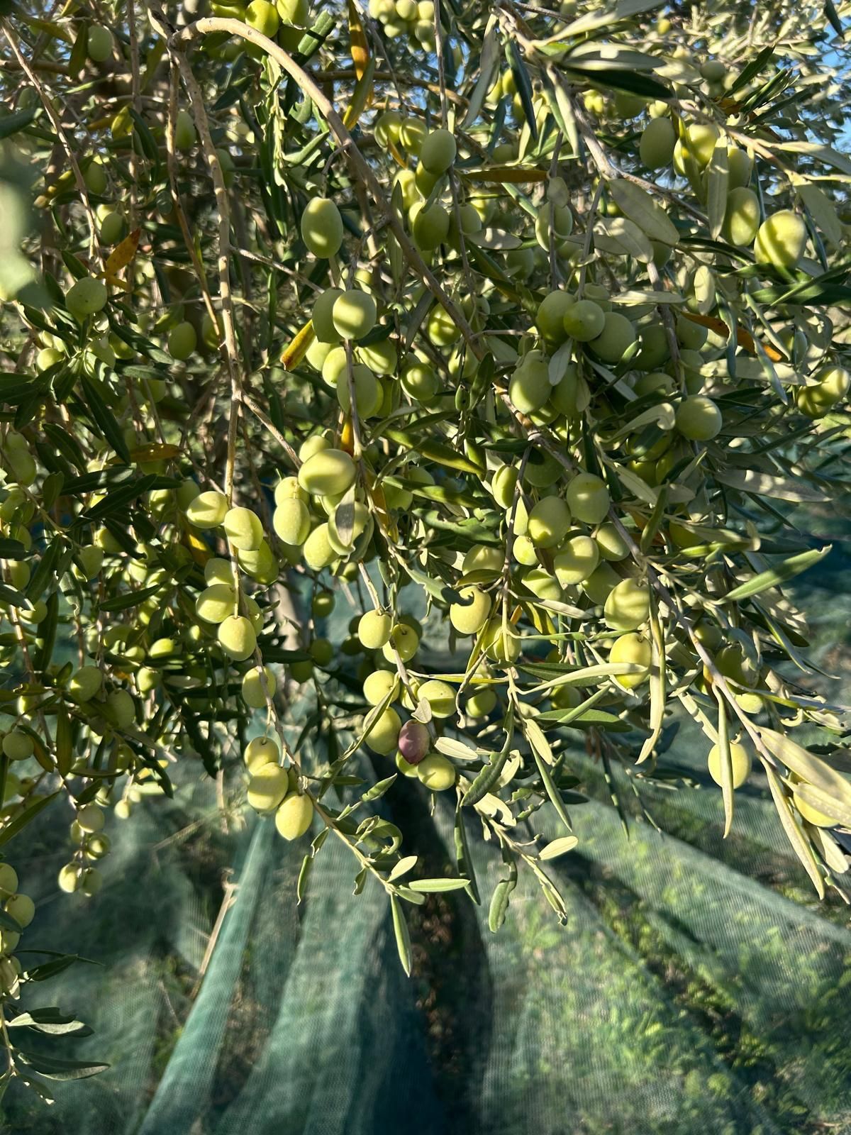 AZIENDA AGRICOLA CHIANETTA