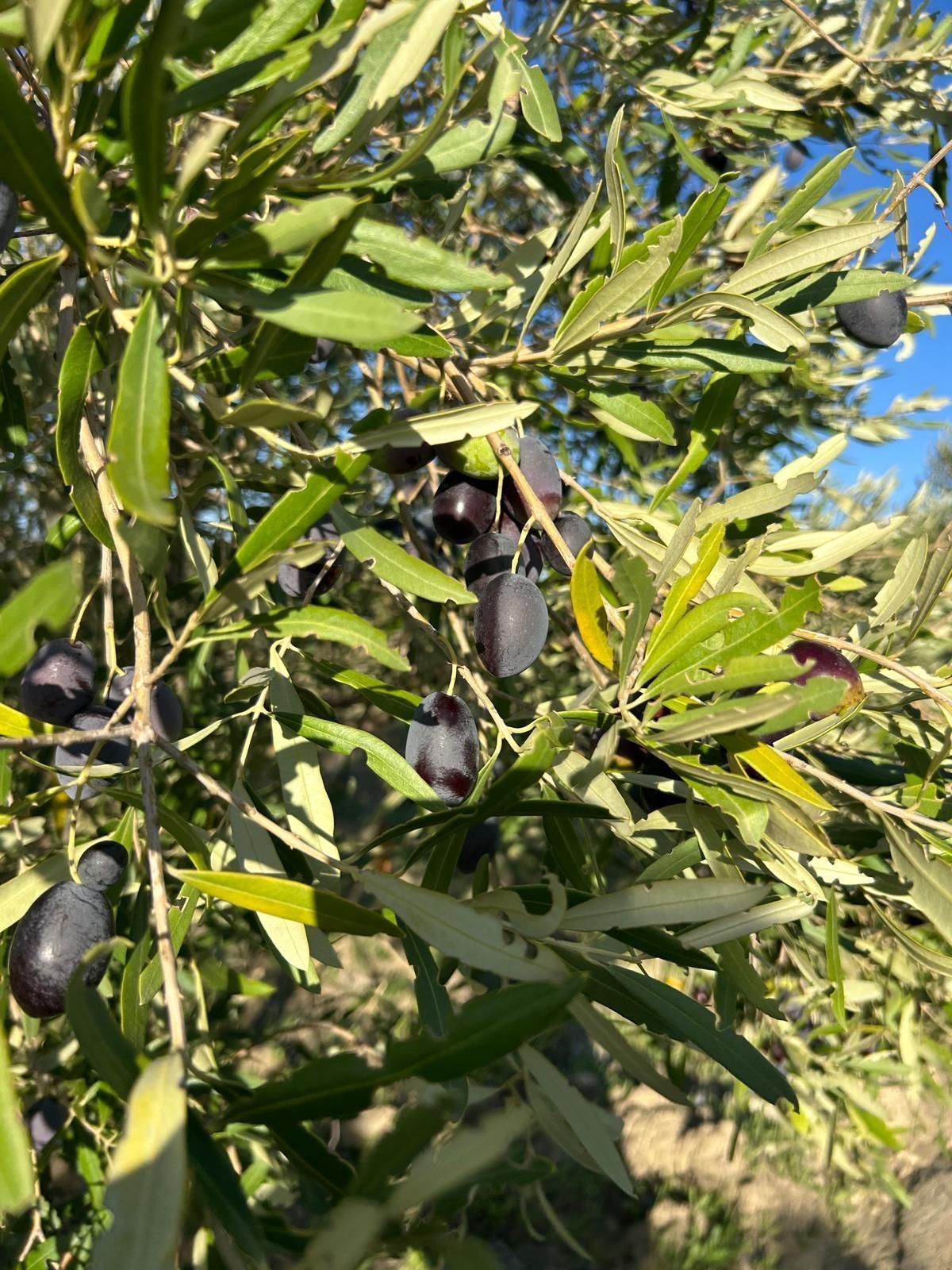 AZIENDA AGRICOLA CHIANETTA