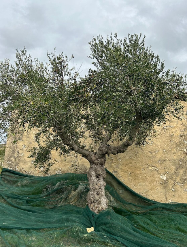 AZIENDA AGRICOLA CHIANETTA