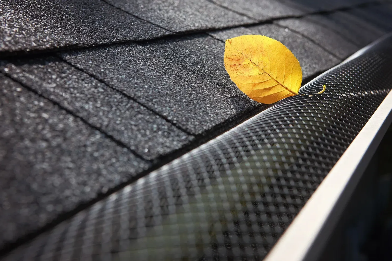 Yellow leaf on dark asphalt roof beside a black gutter, with sunlight and shadows.