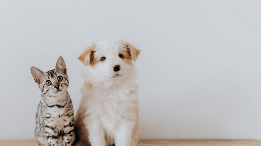 veterinarian East Moline