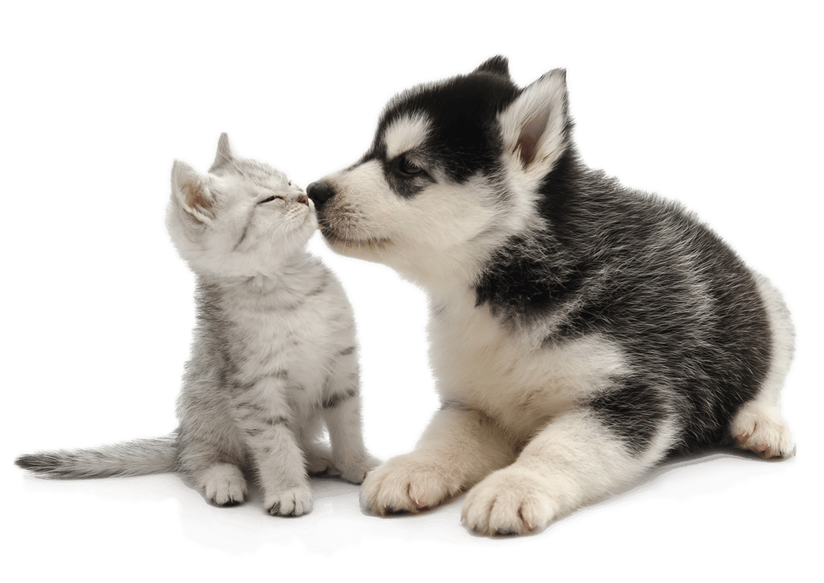 Veterinarian QuadCities/East Moline Vet Near Me Furever Family