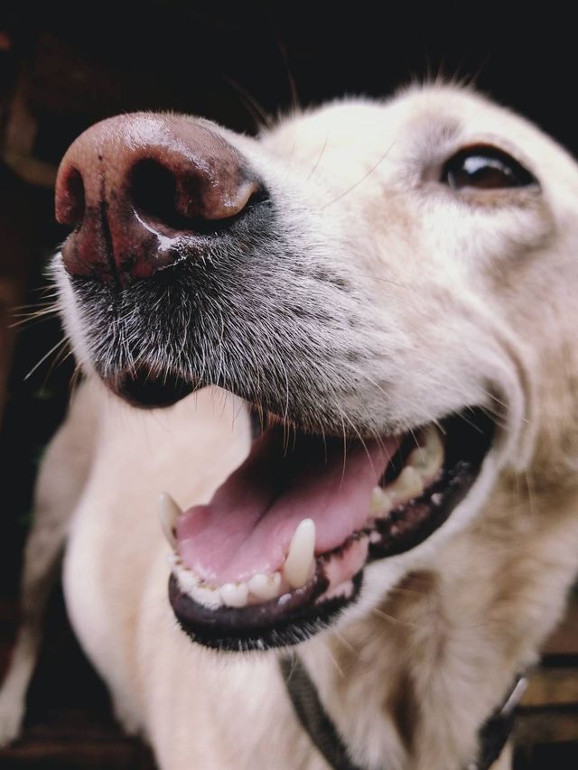 activated charcoal for dogs teeth