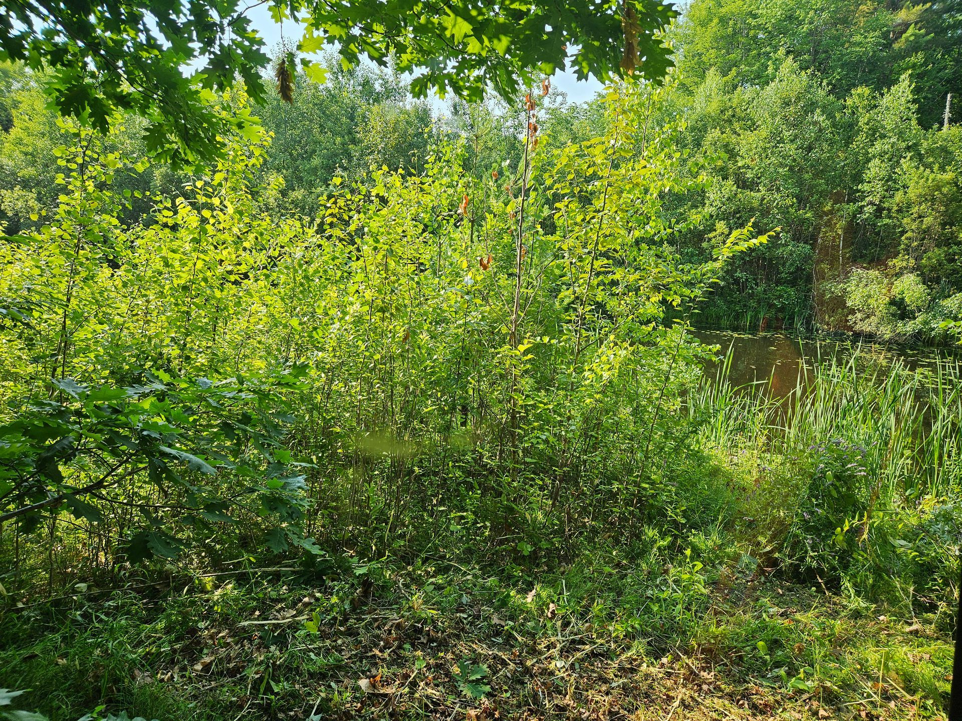 Overgrown vegetation around a pond