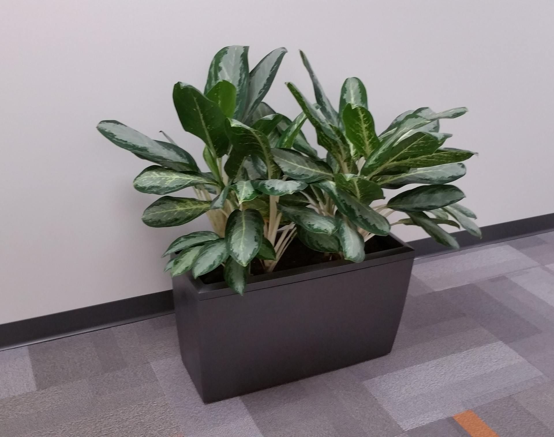 Potted green leafy plant in a dark rectangular planter beside an office wall.