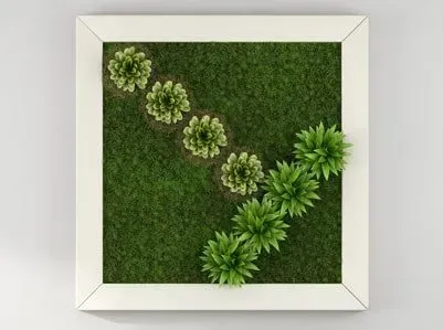Flower Plants Flower Plants