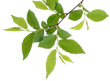 Green Leaves Green Leaves