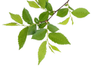 Green Leaves Green Leaves