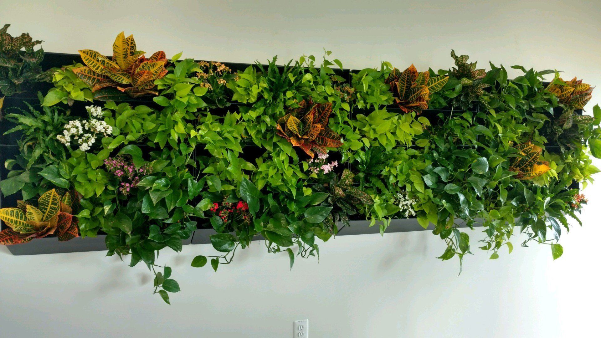 Indoor Living Wall