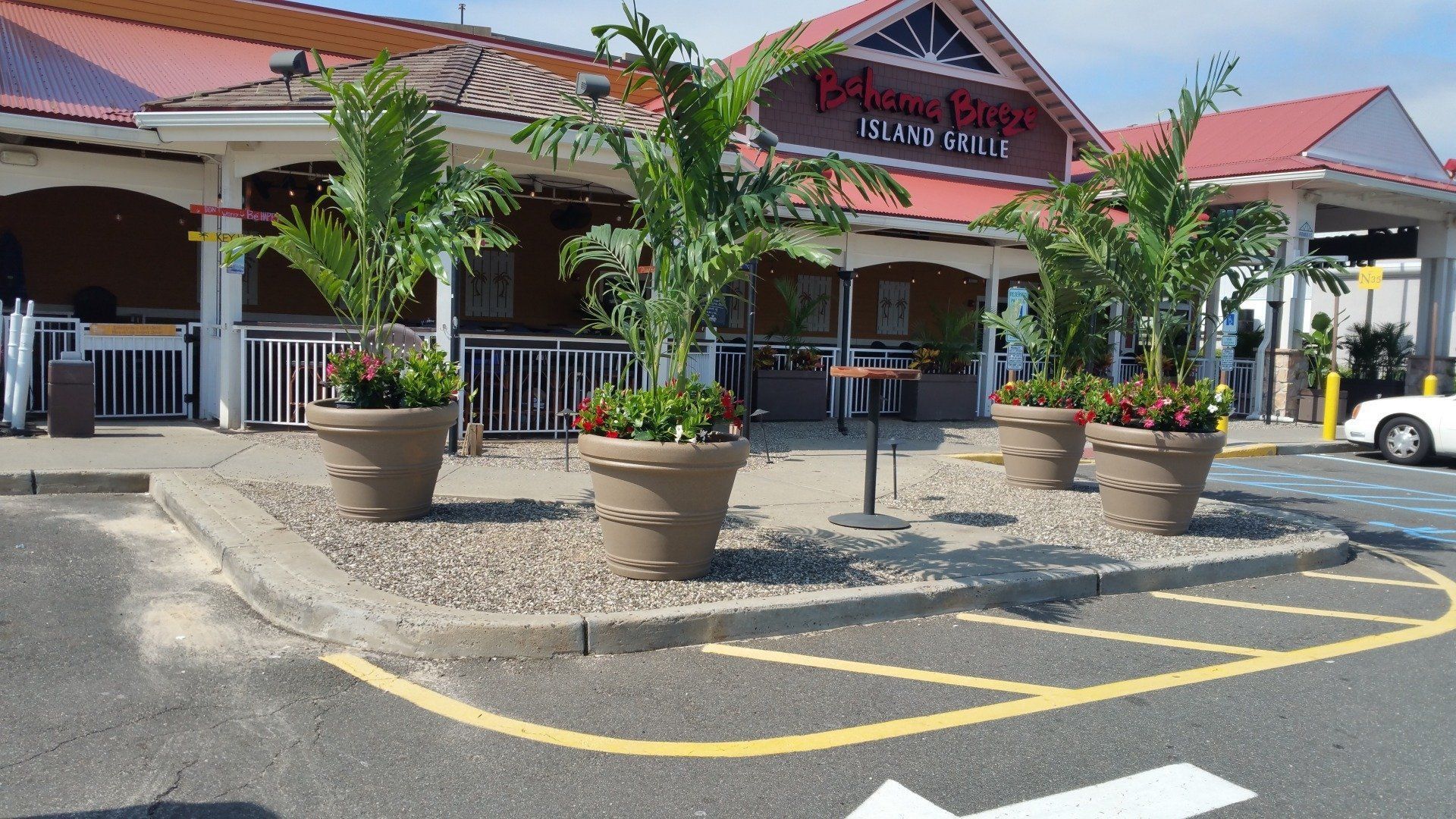Street view of a storefront with potted palms and a yellow curb marking in front
