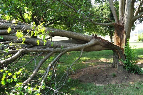 Fallen tree branch on green grass, broken from the main trunk; bright green leaves and sunny setting.