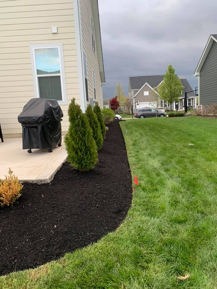 Backyard with evergreen trees in mulch bed next to a house, under a cloudy sky.