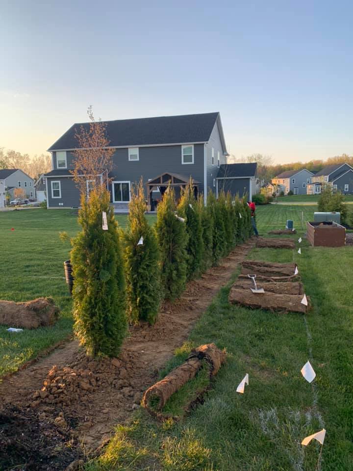 Row of green arborvitae trees planted in a backyard with a house in the background; sod rolls lie next to the planting area.