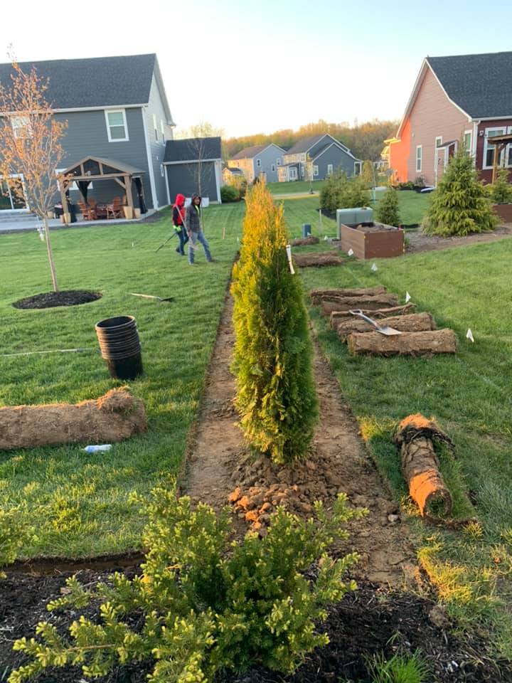 Yard with a tall evergreen tree, a path under construction, and workers.