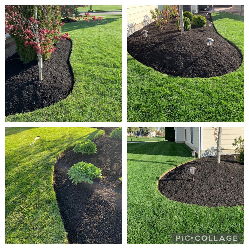 Four images showcasing black mulch around trees and plants in well-manicured green lawns.