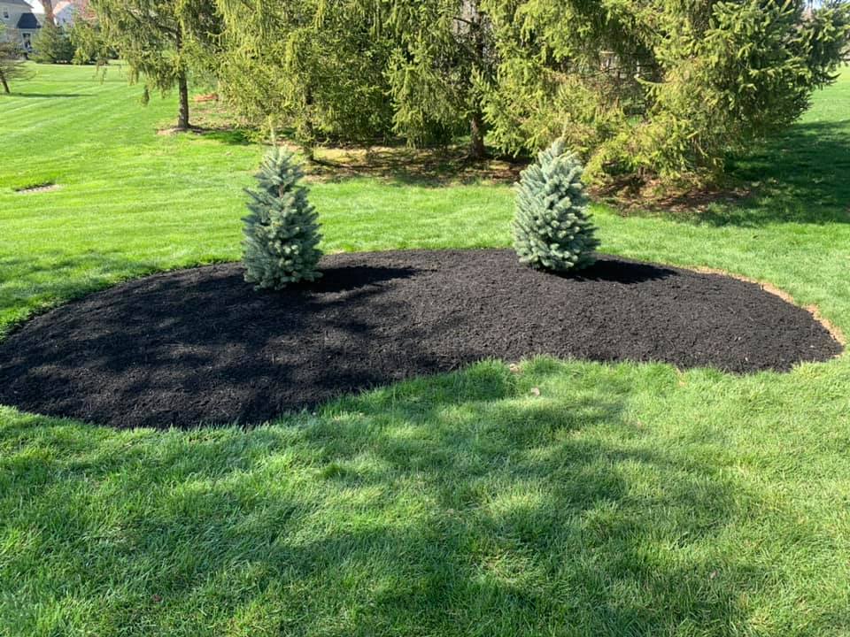 Two small evergreens in a bed of black mulch, surrounded by green grass. Sunny outdoor setting.