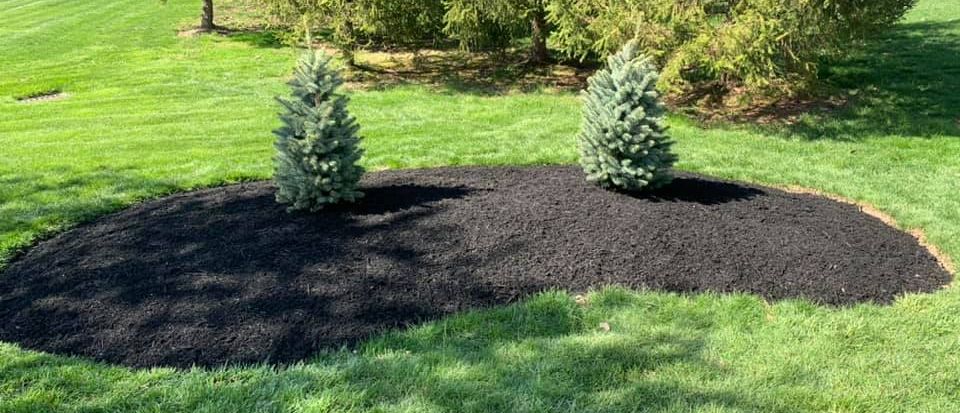 Two small evergreen trees in a bed of dark mulch on a grassy lawn.