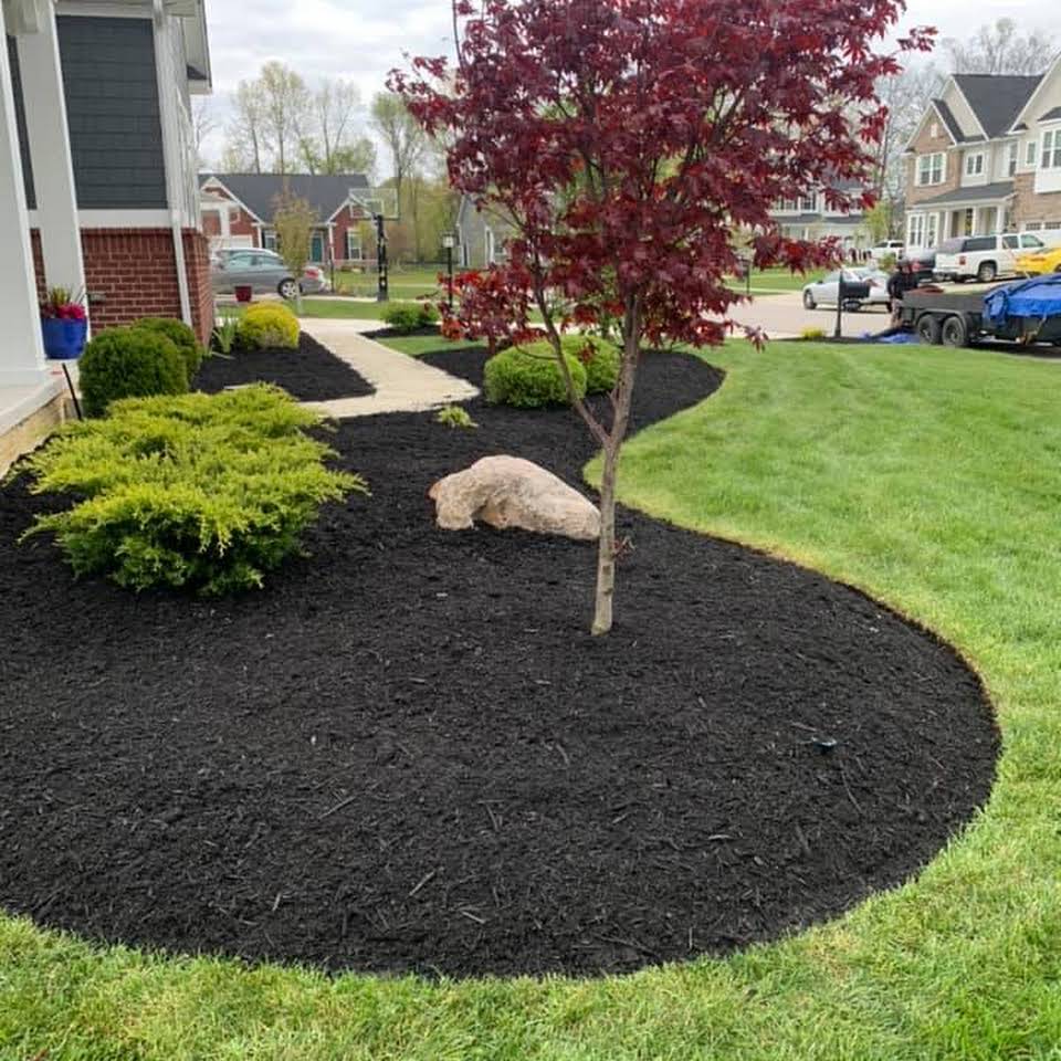 Black mulch beds with a red maple tree, shrubs, and large stone in a residential yard.