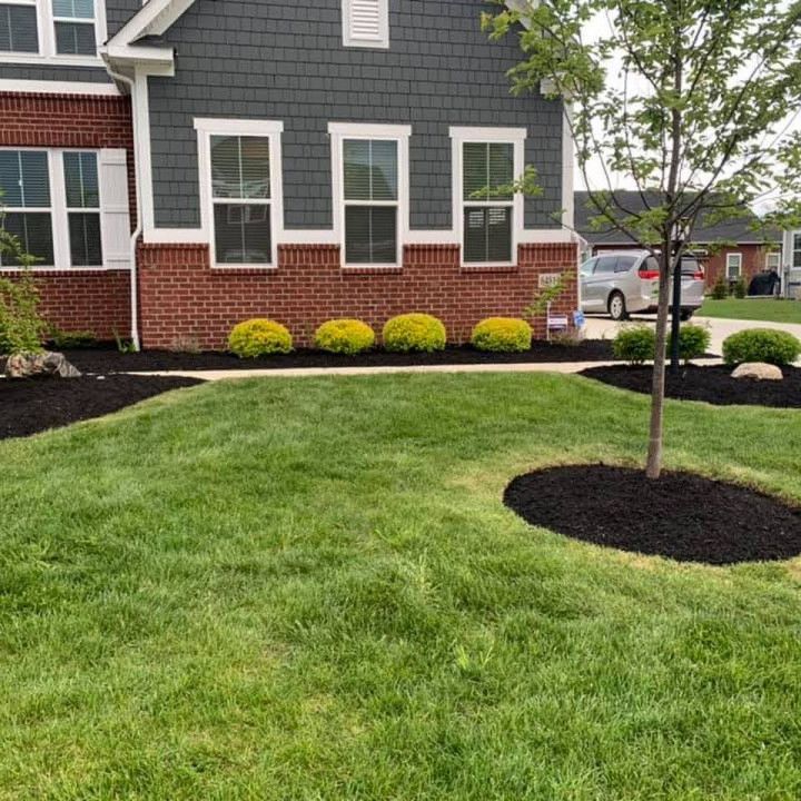 Lawn with black mulch beds and evergreen shrubs in front of a house with brick and dark siding.