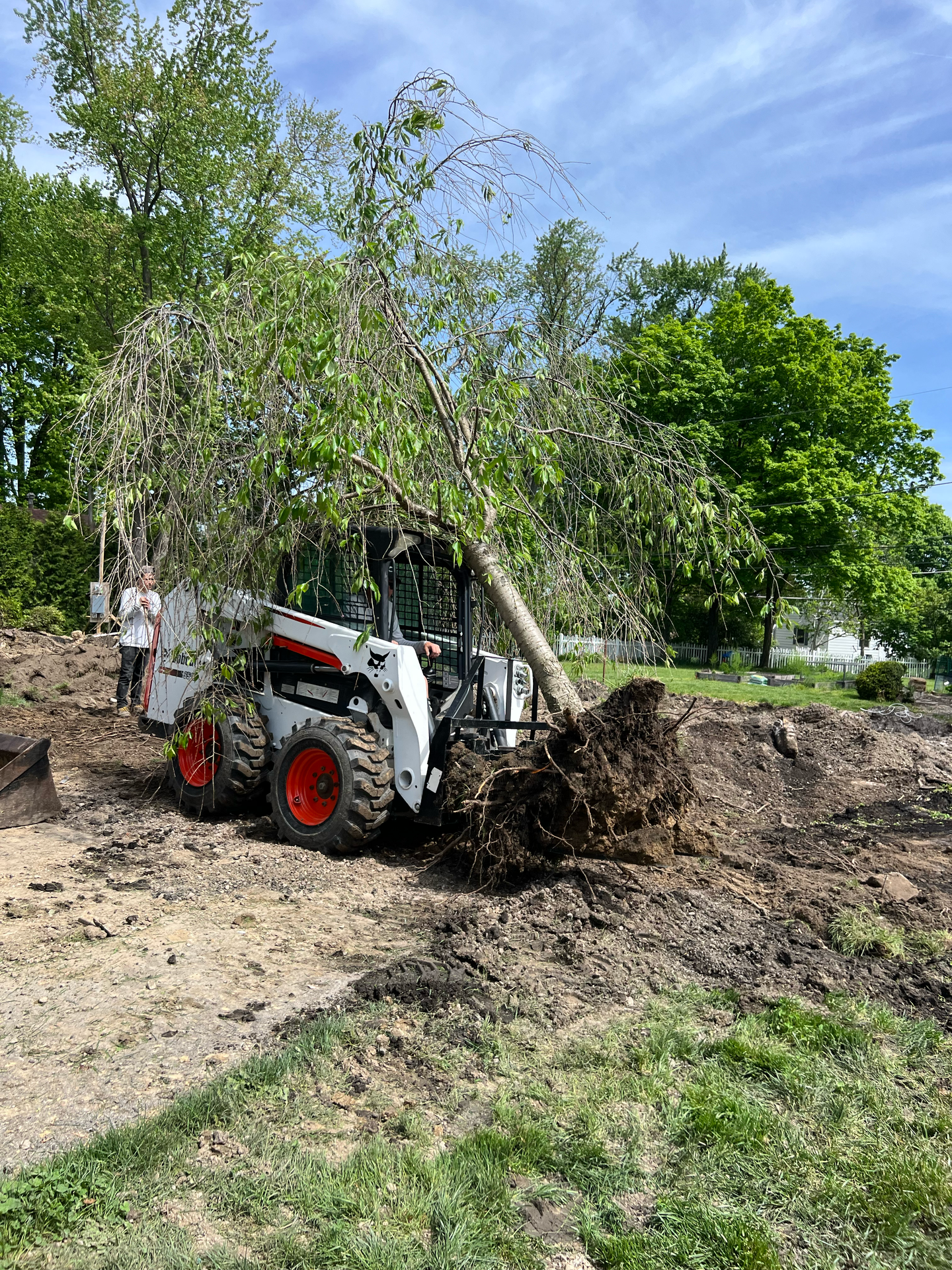 Bobcat skid-steer loader uprooting a tree, showing its roots, on a sunny day.