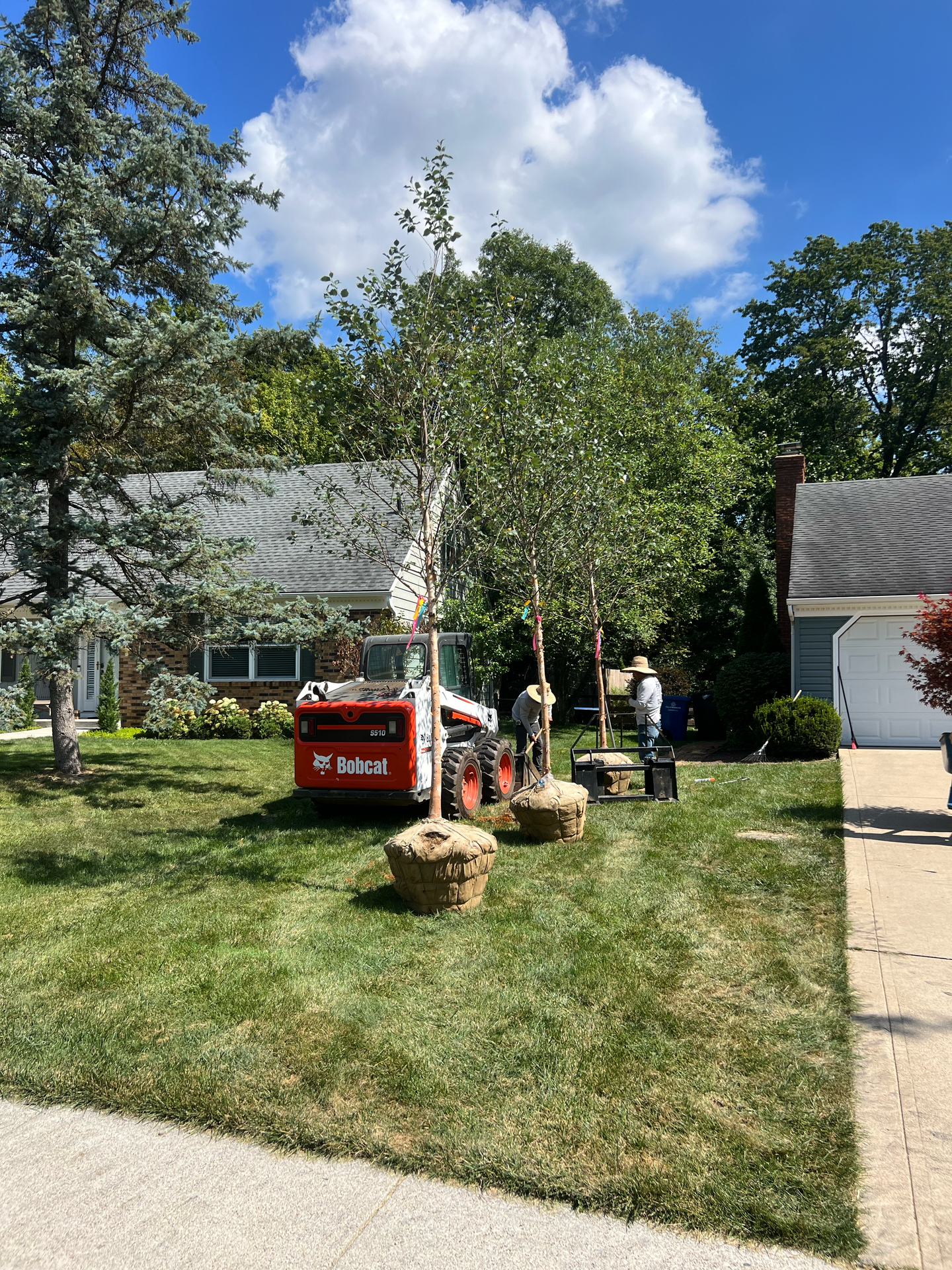 Workers planting trees in a residential yard; a small tractor, trees wrapped in burlap, green grass, and houses.