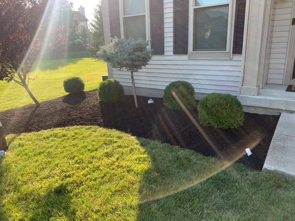 Front yard landscaping with trimmed bushes, tree, and dark mulch beds next to a beige house with shuttered windows.