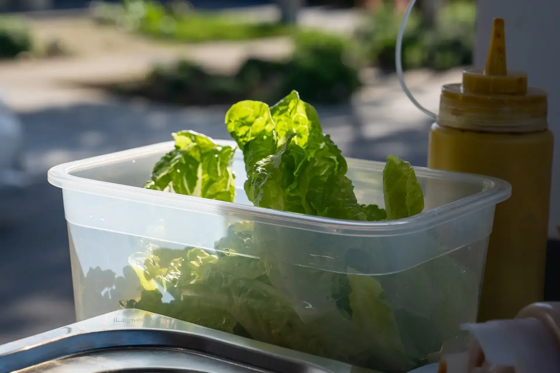 A plastic container filled with lettuce next to a bottle of mustard.