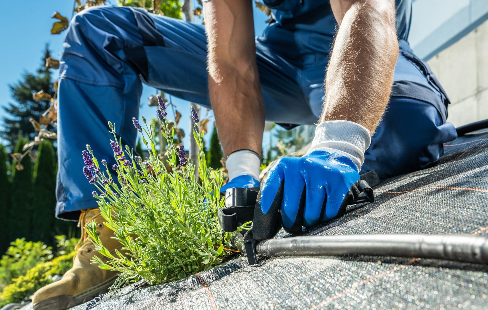 A man is kneeling on a roof cutting weeds with a pair of scissors.