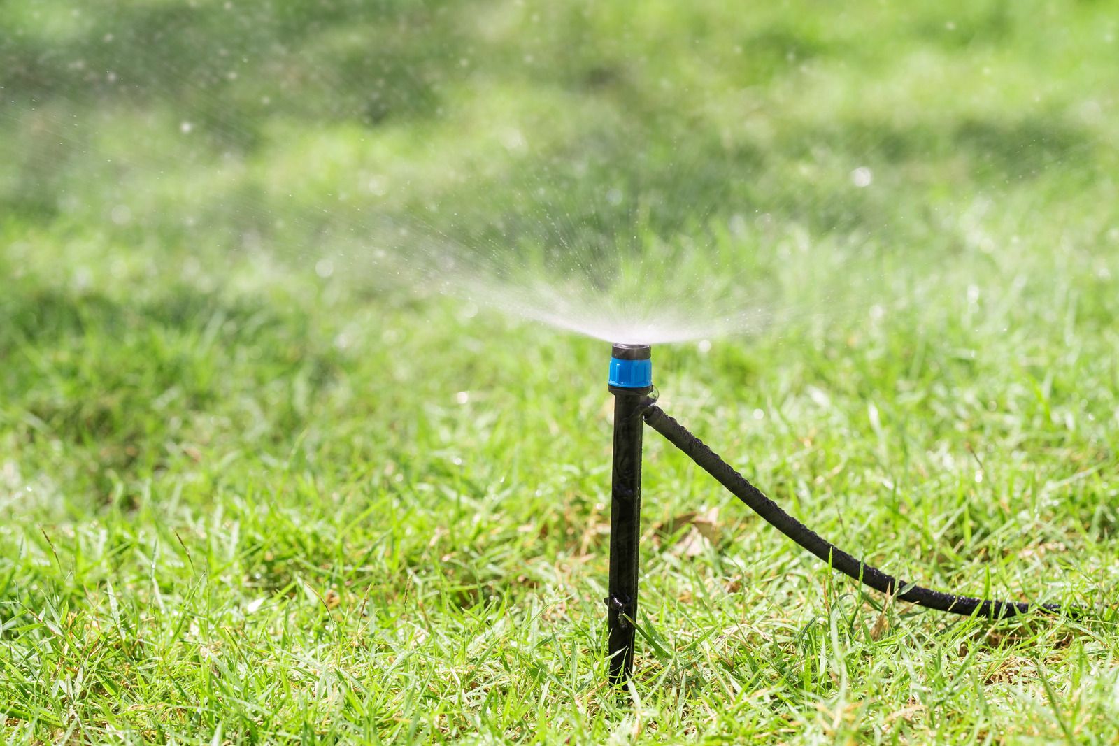 A sprinkler is spraying water on a lush green lawn.