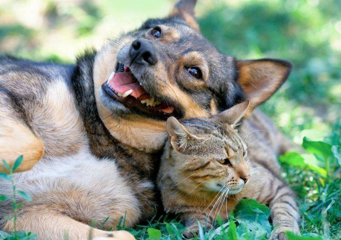 Dog laying on a cat outside — Jacksonville, FL — Baywood Animal Hospital