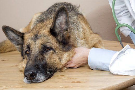 How To Care for Your Dog's Stitches After Surgery