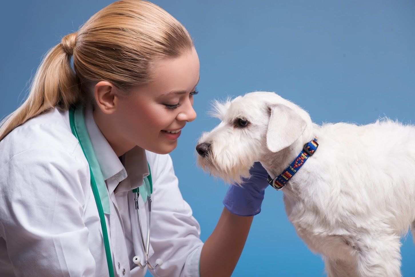 Veterinarian Petting a Dog— Jacksonville, FL — Baywood Animal Hospital