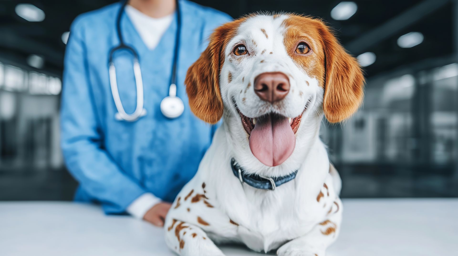 The dog sits happily on the vet exam table, cared for by a professional in blue scrubs. The dog sits happily on the vet exam table, cared for by a professional in blue scrubs.
