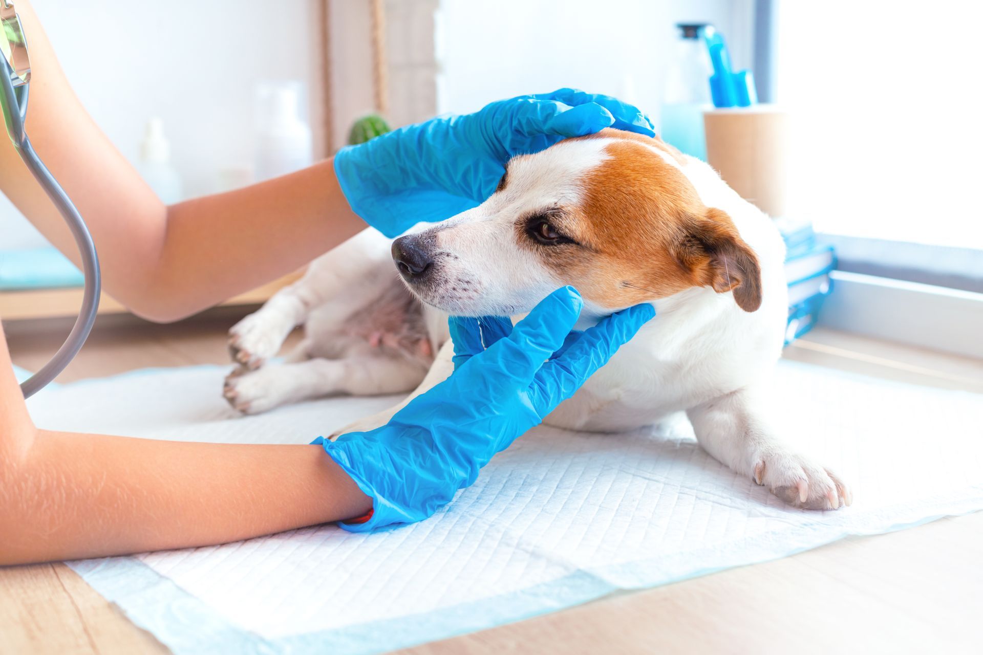 Veterinarian examining small terrier dog during pet health check for professional pet care.