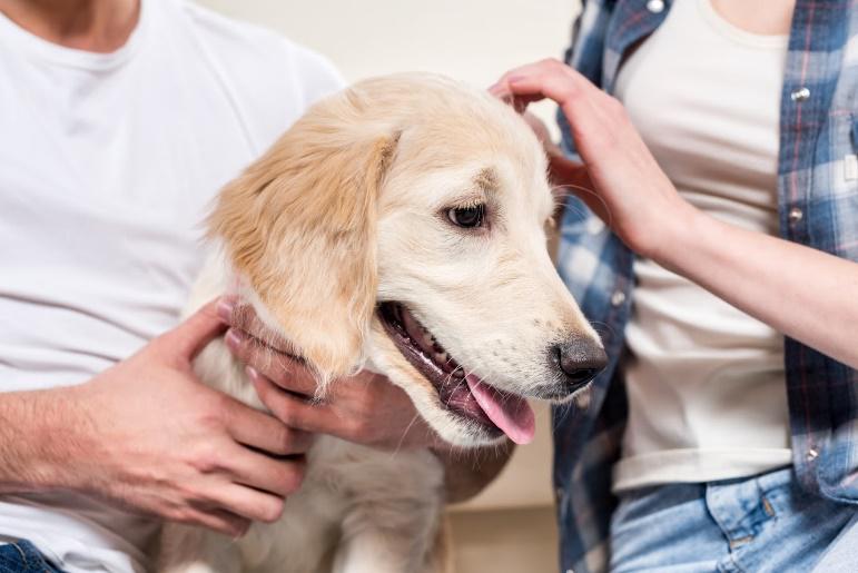 how long does a dog stay at the vet after neutering