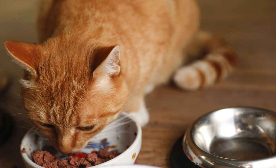 Zoom Photo Of A Cat Eating Food — Jacksonville, FL — Baywood Animal Hospita