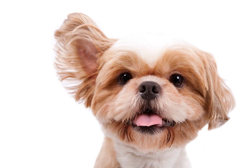 Pet health — Cute Brown Dog in Jacksonville, FL
