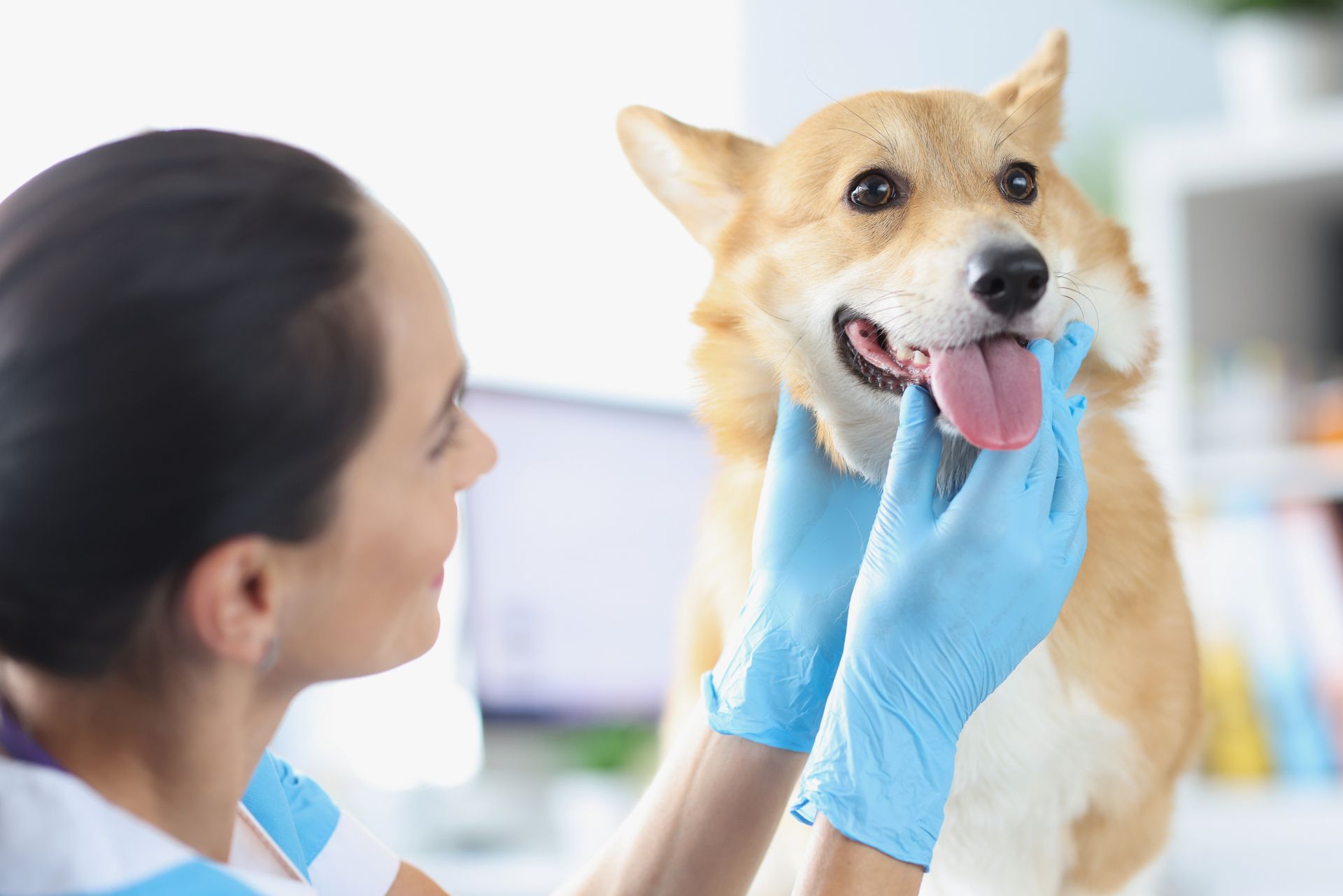A veterinarian examining a dog’s teeth during an oral health check. A veterinarian examining a dog’s teeth during an oral health check.