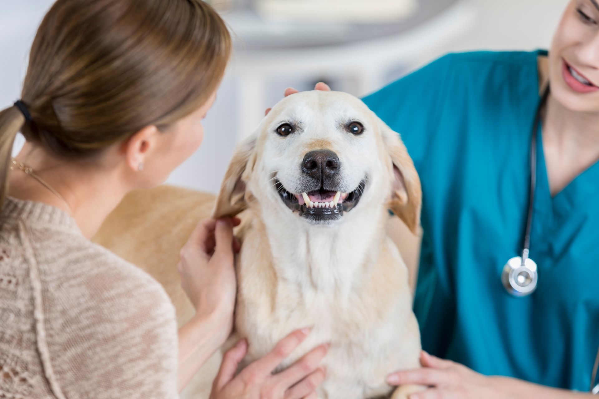 Smiling dog during a complete dental exam at the vet’s office. Smiling dog during a complete dental exam at the vet’s office.