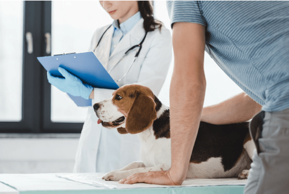 Doc Inside The Vet Clinic — Jacksonville, FL — Baywood Animal Hospital