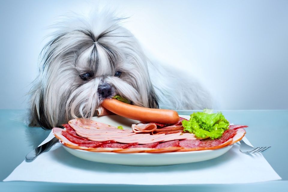 Dog Eating a Sausage